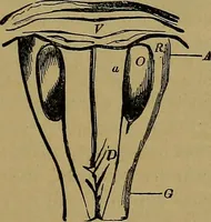 An illustration from The mysteries of the head and the heart explained: including an improved system of phrenology; a new theory of the emotions, and an explanation of the mysteries of mesmerism, trance, mind-reading, and the spirit delusion (1881)