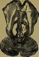 Picture 37 of 68 from The mysteries of the head and the heart explained: including an improved system of phrenology; a new theory of the emotions, and an explanation of the mysteries of mesmerism, trance, mind-reading, and the spirit delusion (1881), leaf 194