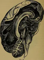 An illustration from The mysteries of the head and the heart explained: including an improved system of phrenology; a new theory of the emotions, and an explanation of the mysteries of mesmerism, trance, mind-reading, and the spirit delusion (1881)