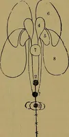 Picture 42 of 68 from The mysteries of the head and the heart explained: including an improved system of phrenology; a new theory of the emotions, and an explanation of the mysteries of mesmerism, trance, mind-reading, and the spirit delusion (1881), leaf 201
