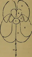 Picture 43 of 68 from The mysteries of the head and the heart explained: including an improved system of phrenology; a new theory of the emotions, and an explanation of the mysteries of mesmerism, trance, mind-reading, and the spirit delusion (1881), leaf 201