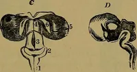 An illustration from The mysteries of the head and the heart explained: including an improved system of phrenology; a new theory of the emotions, and an explanation of the mysteries of mesmerism, trance, mind-reading, and the spirit delusion (1881)