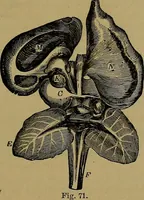 An illustration from The mysteries of the head and the heart explained: including an improved system of phrenology; a new theory of the emotions, and an explanation of the mysteries of mesmerism, trance, mind-reading, and the spirit delusion (1881)