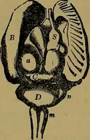 Picture 49 of 68 from The mysteries of the head and the heart explained: including an improved system of phrenology; a new theory of the emotions, and an explanation of the mysteries of mesmerism, trance, mind-reading, and the spirit delusion (1881), leaf 207