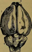 An illustration from The mysteries of the head and the heart explained: including an improved system of phrenology; a new theory of the emotions, and an explanation of the mysteries of mesmerism, trance, mind-reading, and the spirit delusion (1881)