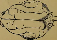 An illustration from The mysteries of the head and the heart explained: including an improved system of phrenology; a new theory of the emotions, and an explanation of the mysteries of mesmerism, trance, mind-reading, and the spirit delusion (1881)