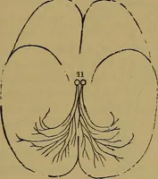 Picture 59 of 68 from The mysteries of the head and the heart explained: including an improved system of phrenology; a new theory of the emotions, and an explanation of the mysteries of mesmerism, trance, mind-reading, and the spirit delusion (1881), leaf 218