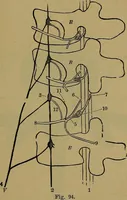 An illustration from The mysteries of the head and the heart explained: including an improved system of phrenology; a new theory of the emotions, and an explanation of the mysteries of mesmerism, trance, mind-reading, and the spirit delusion (1881)