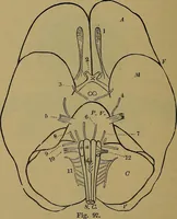 An illustration from The mysteries of the head and the heart explained: including an improved system of phrenology; a new theory of the emotions, and an explanation of the mysteries of mesmerism, trance, mind-reading, and the spirit delusion (1881)