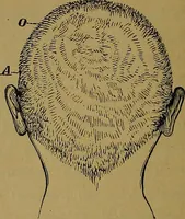 An illustration from The mysteries of the head and the heart explained: including an improved system of phrenology; a new theory of the emotions, and an explanation of the mysteries of mesmerism, trance, mind-reading, and the spirit delusion (1881)