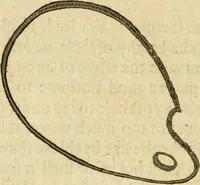 An illustration from The mysteryes of nature and art : conteined in foure severall tretises, the first of water workes, the second of fyer workes, the third of drawing, colouring, painting, and engrauing, the fourth of divers experiments, as wel serviceable as delightful (1634)