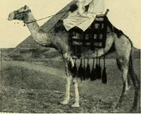 An illustration from The mystery of the oriental rug; the mystery of the rug, the prayer rug, some advice to purchasers of oriental rugs (1914)