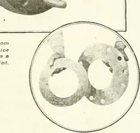 An illustration from Canadian textile journal (1908)