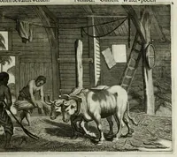 Picture 63 of 71 from Naauwkeurige beschryvinge van Malabar en Choromandel, der zelver aangrenzende ryken, en het machtige eyland Ceylon : nevens een omstandige en grondigh doorzochte ontdekking en wederlegginge van de afgoderye der Oost-Indische heydenen ... (1672), leaf 537
