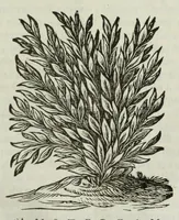 An illustration from Naauwkeurige beschryvinge van Malabar en Choromandel, der zelver aangrenzende ryken, en het machtige eyland Ceylon : nevens een omstandige en grondigh doorzochte ontdekking en wederlegginge van de afgoderye der Oost-Indische heydenen ... (1672)