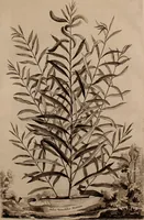 An illustration from Naauwkeurige beschryving der aardgewassen, waar in de veelerley aart en bijzondere eigenschappen der boomen, heesters, kruyden, bloemen, met haare vrugten, zaden, wortelen en bollen, neevens derzelver waare voort-teeling, gelukkige aanwinning, en heylzaame genees-krachten ... beschreeven worden; (1696)
