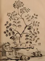 An illustration from Naauwkeurige beschryving der aardgewassen, waar in de veelerley aart en bijzondere eigenschappen der boomen, heesters, kruyden, bloemen, met haare vrugten, zaden, wortelen en bollen, neevens derzelver waare voort-teeling, gelukkige aanwinning, en heylzaame genees-krachten ... beschreeven worden; (1696)