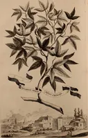 An illustration from Naauwkeurige beschryving der aardgewassen, waar in de veelerley aart en bijzondere eigenschappen der boomen, heesters, kruyden, bloemen, met haare vrugten, zaden, wortelen en bollen, neevens derzelver waare voort-teeling, gelukkige aanwinning, en heylzaame genees-krachten ... beschreeven worden; (1696)
