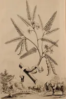 An illustration from Naauwkeurige beschryving der aardgewassen, waar in de veelerley aart en bijzondere eigenschappen der boomen, heesters, kruyden, bloemen, met haare vrugten, zaden, wortelen en bollen, neevens derzelver waare voort-teeling, gelukkige aanwinning, en heylzaame genees-krachten ... beschreeven worden; (1696)