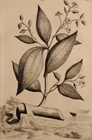 An illustration from Naauwkeurige beschryving der aardgewassen, waar in de veelerley aart en bijzondere eigenschappen der boomen, heesters, kruyden, bloemen, met haare vrugten, zaden, wortelen en bollen, neevens derzelver waare voort-teeling, gelukkige aanwinning, en heylzaame genees-krachten ... beschreeven worden; (1696)