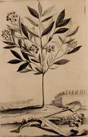 An illustration from Naauwkeurige beschryving der aardgewassen, waar in de veelerley aart en bijzondere eigenschappen der boomen, heesters, kruyden, bloemen, met haare vrugten, zaden, wortelen en bollen, neevens derzelver waare voort-teeling, gelukkige aanwinning, en heylzaame genees-krachten ... beschreeven worden; (1696)