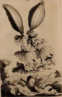 An illustration from Naauwkeurige beschryving der aardgewassen, waar in de veelerley aart en bijzondere eigenschappen der boomen, heesters, kruyden, bloemen, met haare vrugten, zaden, wortelen en bollen, neevens derzelver waare voort-teeling, gelukkige aanwinning, en heylzaame genees-krachten ... beschreeven worden; (1696)