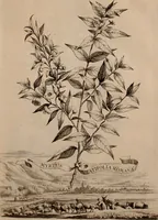 An illustration from Naauwkeurige beschryving der aardgewassen, waar in de veelerley aart en bijzondere eigenschappen der boomen, heesters, kruyden, bloemen, met haare vrugten, zaden, wortelen en bollen, neevens derzelver waare voort-teeling, gelukkige aanwinning, en heylzaame genees-krachten ... beschreeven worden; (1696)