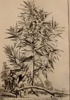 An illustration from Naauwkeurige beschryving der aardgewassen, waar in de veelerley aart en bijzondere eigenschappen der boomen, heesters, kruyden, bloemen, met haare vrugten, zaden, wortelen en bollen, neevens derzelver waare voort-teeling, gelukkige aanwinning, en heylzaame genees-krachten ... beschreeven worden; (1696)