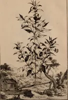 An illustration from Naauwkeurige beschryving der aardgewassen, waar in de veelerley aart en bijzondere eigenschappen der boomen, heesters, kruyden, bloemen, met haare vrugten, zaden, wortelen en bollen, neevens derzelver waare voort-teeling, gelukkige aanwinning, en heylzaame genees-krachten ... beschreeven worden; (1696)