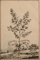 An illustration from Naauwkeurige beschryving der aardgewassen, waar in de veelerley aart en bijzondere eigenschappen der boomen, heesters, kruyden, bloemen, met haare vrugten, zaden, wortelen en bollen, neevens derzelver waare voort-teeling, gelukkige aanwinning, en heylzaame genees-krachten ... beschreeven worden; (1696)