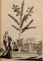 Picture 43 of 195 from Naauwkeurige beschryving der aardgewassen, waar in de veelerley aart en bijzondere eigenschappen der boomen, heesters, kruyden, bloemen, met haare vrugten, zaden, wortelen en bollen, neevens derzelver waare voort-teeling, gelukkige aanwinning, en heylzaame genees-krachten ... beschreeven worden; (1696), leaf 174