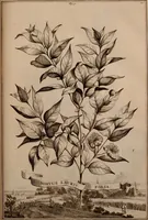 An illustration from Naauwkeurige beschryving der aardgewassen, waar in de veelerley aart en bijzondere eigenschappen der boomen, heesters, kruyden, bloemen, met haare vrugten, zaden, wortelen en bollen, neevens derzelver waare voort-teeling, gelukkige aanwinning, en heylzaame genees-krachten ... beschreeven worden; (1696)