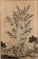 An illustration from Naauwkeurige beschryving der aardgewassen, waar in de veelerley aart en bijzondere eigenschappen der boomen, heesters, kruyden, bloemen, met haare vrugten, zaden, wortelen en bollen, neevens derzelver waare voort-teeling, gelukkige aanwinning, en heylzaame genees-krachten ... beschreeven worden; (1696)