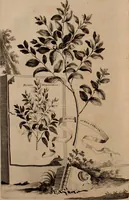 An illustration from Naauwkeurige beschryving der aardgewassen, waar in de veelerley aart en bijzondere eigenschappen der boomen, heesters, kruyden, bloemen, met haare vrugten, zaden, wortelen en bollen, neevens derzelver waare voort-teeling, gelukkige aanwinning, en heylzaame genees-krachten ... beschreeven worden; (1696)