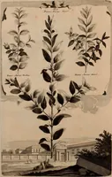 An illustration from Naauwkeurige beschryving der aardgewassen, waar in de veelerley aart en bijzondere eigenschappen der boomen, heesters, kruyden, bloemen, met haare vrugten, zaden, wortelen en bollen, neevens derzelver waare voort-teeling, gelukkige aanwinning, en heylzaame genees-krachten ... beschreeven worden; (1696)
