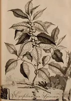 An illustration from Naauwkeurige beschryving der aardgewassen, waar in de veelerley aart en bijzondere eigenschappen der boomen, heesters, kruyden, bloemen, met haare vrugten, zaden, wortelen en bollen, neevens derzelver waare voort-teeling, gelukkige aanwinning, en heylzaame genees-krachten ... beschreeven worden; (1696)