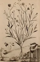 An illustration from Naauwkeurige beschryving der aardgewassen, waar in de veelerley aart en bijzondere eigenschappen der boomen, heesters, kruyden, bloemen, met haare vrugten, zaden, wortelen en bollen, neevens derzelver waare voort-teeling, gelukkige aanwinning, en heylzaame genees-krachten ... beschreeven worden; (1696)
