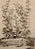 An illustration from Naauwkeurige beschryving der aardgewassen, waar in de veelerley aart en bijzondere eigenschappen der boomen, heesters, kruyden, bloemen, met haare vrugten, zaden, wortelen en bollen, neevens derzelver waare voort-teeling, gelukkige aanwinning, en heylzaame genees-krachten ... beschreeven worden; (1696)
