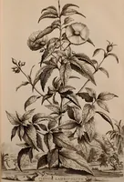 An illustration from Naauwkeurige beschryving der aardgewassen, waar in de veelerley aart en bijzondere eigenschappen der boomen, heesters, kruyden, bloemen, met haare vrugten, zaden, wortelen en bollen, neevens derzelver waare voort-teeling, gelukkige aanwinning, en heylzaame genees-krachten ... beschreeven worden; (1696)