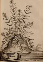 An illustration from Naauwkeurige beschryving der aardgewassen, waar in de veelerley aart en bijzondere eigenschappen der boomen, heesters, kruyden, bloemen, met haare vrugten, zaden, wortelen en bollen, neevens derzelver waare voort-teeling, gelukkige aanwinning, en heylzaame genees-krachten ... beschreeven worden; (1696)