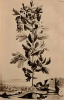 An illustration from Naauwkeurige beschryving der aardgewassen, waar in de veelerley aart en bijzondere eigenschappen der boomen, heesters, kruyden, bloemen, met haare vrugten, zaden, wortelen en bollen, neevens derzelver waare voort-teeling, gelukkige aanwinning, en heylzaame genees-krachten ... beschreeven worden; (1696)