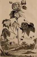 An illustration from Naauwkeurige beschryving der aardgewassen, waar in de veelerley aart en bijzondere eigenschappen der boomen, heesters, kruyden, bloemen, met haare vrugten, zaden, wortelen en bollen, neevens derzelver waare voort-teeling, gelukkige aanwinning, en heylzaame genees-krachten ... beschreeven worden; (1696)