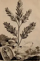 An illustration from Naauwkeurige beschryving der aardgewassen, waar in de veelerley aart en bijzondere eigenschappen der boomen, heesters, kruyden, bloemen, met haare vrugten, zaden, wortelen en bollen, neevens derzelver waare voort-teeling, gelukkige aanwinning, en heylzaame genees-krachten ... beschreeven worden; (1696)