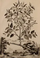 An illustration from Naauwkeurige beschryving der aardgewassen, waar in de veelerley aart en bijzondere eigenschappen der boomen, heesters, kruyden, bloemen, met haare vrugten, zaden, wortelen en bollen, neevens derzelver waare voort-teeling, gelukkige aanwinning, en heylzaame genees-krachten ... beschreeven worden; (1696)