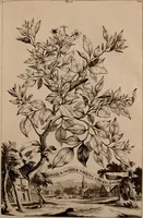 An illustration from Naauwkeurige beschryving der aardgewassen, waar in de veelerley aart en bijzondere eigenschappen der boomen, heesters, kruyden, bloemen, met haare vrugten, zaden, wortelen en bollen, neevens derzelver waare voort-teeling, gelukkige aanwinning, en heylzaame genees-krachten ... beschreeven worden; (1696)
