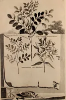 An illustration from Naauwkeurige beschryving der aardgewassen, waar in de veelerley aart en bijzondere eigenschappen der boomen, heesters, kruyden, bloemen, met haare vrugten, zaden, wortelen en bollen, neevens derzelver waare voort-teeling, gelukkige aanwinning, en heylzaame genees-krachten ... beschreeven worden; (1696)