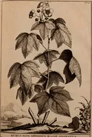 An illustration from Naauwkeurige beschryving der aardgewassen, waar in de veelerley aart en bijzondere eigenschappen der boomen, heesters, kruyden, bloemen, met haare vrugten, zaden, wortelen en bollen, neevens derzelver waare voort-teeling, gelukkige aanwinning, en heylzaame genees-krachten ... beschreeven worden; (1696)