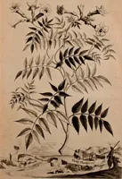 An illustration from Naauwkeurige beschryving der aardgewassen, waar in de veelerley aart en bijzondere eigenschappen der boomen, heesters, kruyden, bloemen, met haare vrugten, zaden, wortelen en bollen, neevens derzelver waare voort-teeling, gelukkige aanwinning, en heylzaame genees-krachten ... beschreeven worden; (1696)