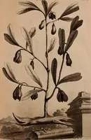 An illustration from Naauwkeurige beschryving der aardgewassen, waar in de veelerley aart en bijzondere eigenschappen der boomen, heesters, kruyden, bloemen, met haare vrugten, zaden, wortelen en bollen, neevens derzelver waare voort-teeling, gelukkige aanwinning, en heylzaame genees-krachten ... beschreeven worden; (1696)