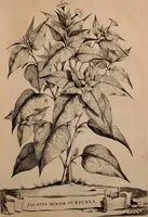 An illustration from Naauwkeurige beschryving der aardgewassen, waar in de veelerley aart en bijzondere eigenschappen der boomen, heesters, kruyden, bloemen, met haare vrugten, zaden, wortelen en bollen, neevens derzelver waare voort-teeling, gelukkige aanwinning, en heylzaame genees-krachten ... beschreeven worden; (1696)